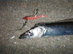 【タチウオいました♪】南芦屋浜