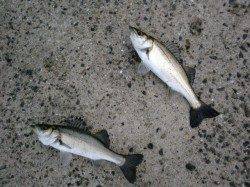 北公園のハネ！アタリだらけ！！