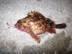 泉南ロックフィッシュ調査！