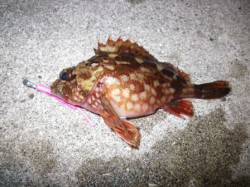 泉南ロックフィッシュ調査！