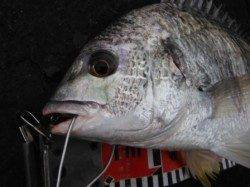 南芦屋浜プリプリッのキビレGETです♪