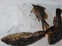 【水道】南芦屋浜エビ撒き、手前でタケノコメバル3匹GET！