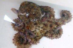 泉佐野食コン、最近好調のハネと久しぶりにタコの姿も♪