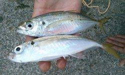 【２０日】今朝も水軒でアジが釣れています♪