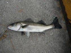 ハネの時合は遅めです。泉大津ＲＴ（20日）