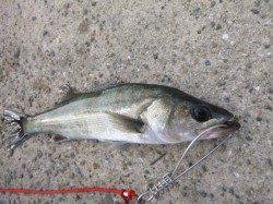 北公園の東波止でハネ・ガシラなどの釣果