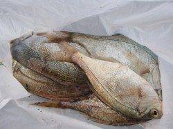 朝の兵突！２ｋのタコ！！