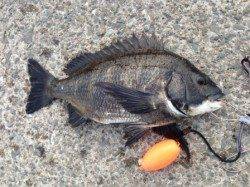 【名物メタボチヌ釣れています！】南芦屋浜