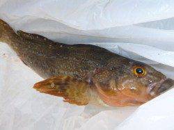 本日神戸空港では、ガシラがあたりっぱなし!