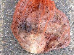 お昼の兵突ＲＴ！またまた大タコ！