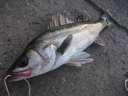 ハネ好調♪泉大津RT　２０日　夕方 