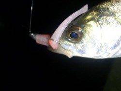 神戸湾奥ミニカリ炸裂!!