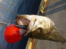 北公園のエビ撒きエンジンが掛かってきましたよ!!