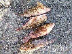 朝の兵突タコエギでなんと１．５ｋはあるタコＧＥＴ♪