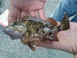 13日】水軒鉄鋼団地“アジ”リアル情報!!