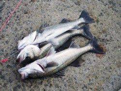 エビ撒き釣り本日のアタリポイントは大津川尻水銀灯!!