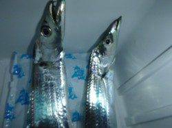 夜の兵突、タチウオと良型ガシラ・アナゴなど