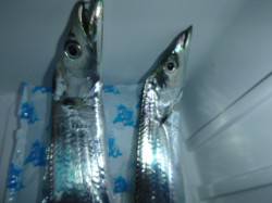 夜の兵突、タチウオと良型ガシラ・アナゴなど…