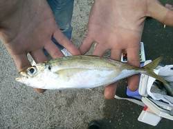 13日】水軒鉄鋼団地“アジ”リアル情報！！…