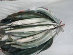 アジュールでジャンボサヨリ祭りだ。【垂水店…