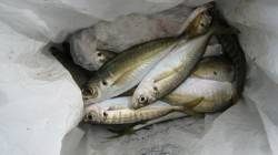 お昼もアジが好調！【１３日】水軒鉄鋼団地