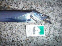 【タチウオいました♪】南芦屋浜