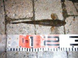 【タチウオいました♪】南芦屋浜