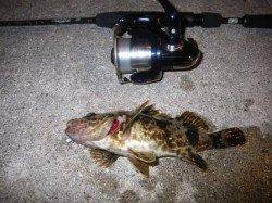 泉南ロックフィッシュ調査！