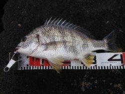 南芦屋浜プリプリッのキビレGETです♪