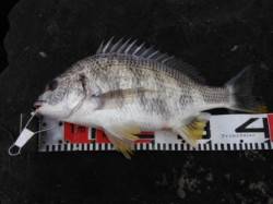 南芦屋浜プリプリッのキビレGETです♪