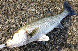 泉佐野食コン、最近好調のハネと久しぶりにタコの姿も♪