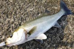 泉佐野食コン、最近好調のハネと久しぶりにタ…