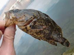 【水道】南芦屋浜エビ撒き、手前でタケノコメ…