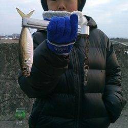 【２０日】今朝も水軒でアジが釣れています♪