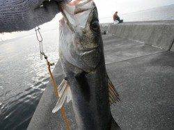 【エビ撒き人気！】西宮ケーソンＲＴ