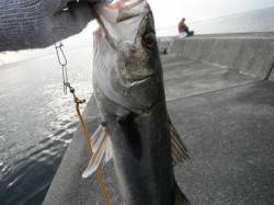 【エビ撒き人気！】西宮ケーソンＲＴ