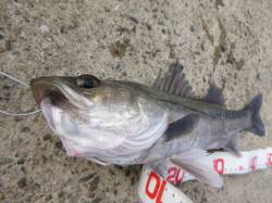 北公園の東波止でハネ・ガシラなどの釣果