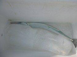 アジュール舞子でサヨリ！！