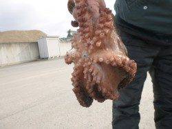 朝の兵突！２ｋのタコ！！