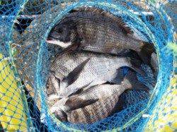 大津川尻汐見側テトラ、エビ撒きで40cmオーバーのチヌ3枚!!