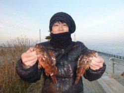 本日神戸空港では、ガシラがあたりっぱなし!