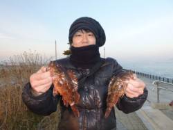本日神戸空港では、ガシラがあたりっぱなし！…