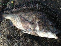 【名物メタボチヌ釣れています！】南芦屋浜