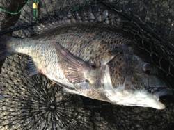 【名物メタボチヌ釣れています！】南芦屋浜