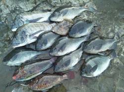 串本須江へ良型グレ狙いに４０ＵＰのグレや良…