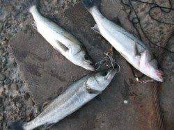 ハネ好調♪泉大津RT　２０日　夕方