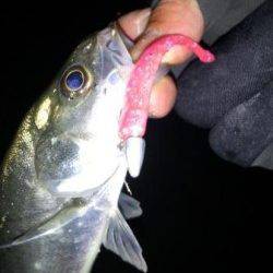 神戸湾奥ミニカリ炸裂!!