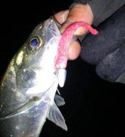 神戸湾奥ミニカリ炸裂!!