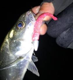 神戸湾奥ミニカリ炸裂！！