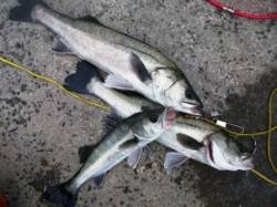 60cmを超えるスズキも♪泉大津RT！23…